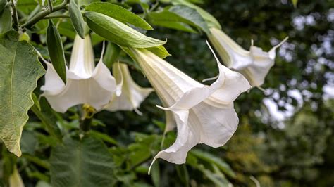 Scenic Roots will begin to ID anyone purchasing Morning Glory Seeds. . Hallucinogenic flowers